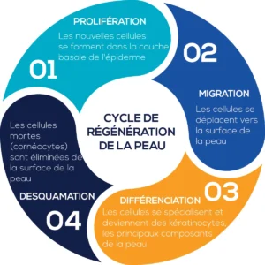 cycle de régénération de la peau